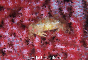 crab gorgonian by Afflitti Gianluca 